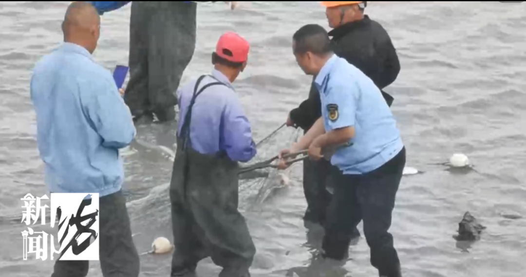 黄浦江里的鳄鱼终于抓到了！围观群众：怎么有点可爱？休闲区蓝鸢梦想 - Www.slyday.coM