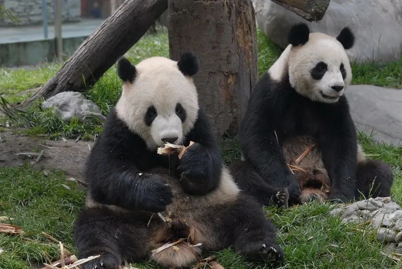 资料图:大熊猫团团和圆圆.图片来源:视觉中国