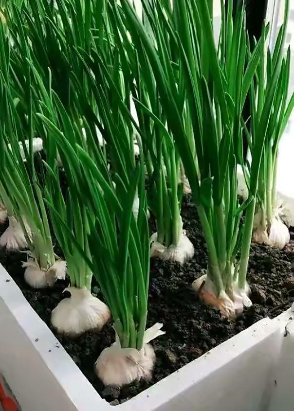 秋天，2种菜可以种了，简单好种好吃，绿油油长得快，不用花钱买休闲区蓝鸢梦想 - Www.slyday.coM