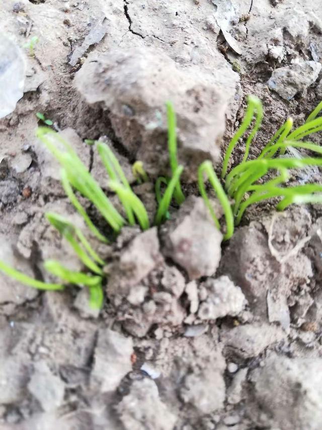 秋天，2种菜可以种了，简单好种好吃，绿油油长得快，不用花钱买休闲区蓝鸢梦想 - Www.slyday.coM