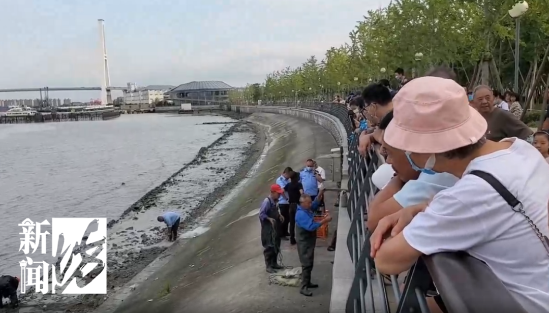 黄浦江里的鳄鱼终于抓到了！围观群众：怎么有点可爱？休闲区蓝鸢梦想 - Www.slyday.coM