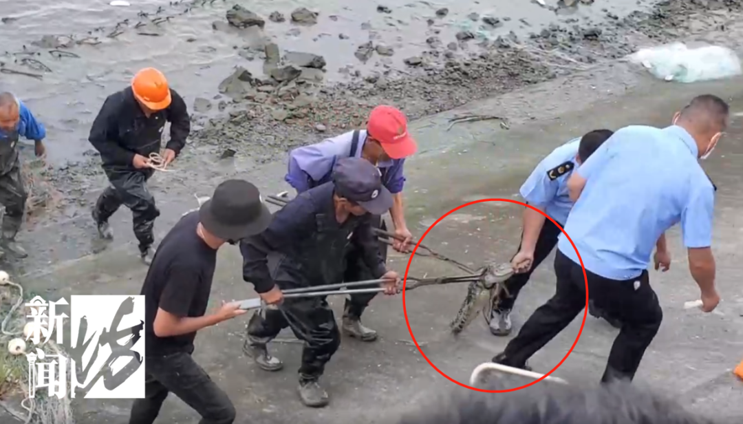 黄浦江里的鳄鱼终于抓到了！围观群众：怎么有点可爱？休闲区蓝鸢梦想 - Www.slyday.coM