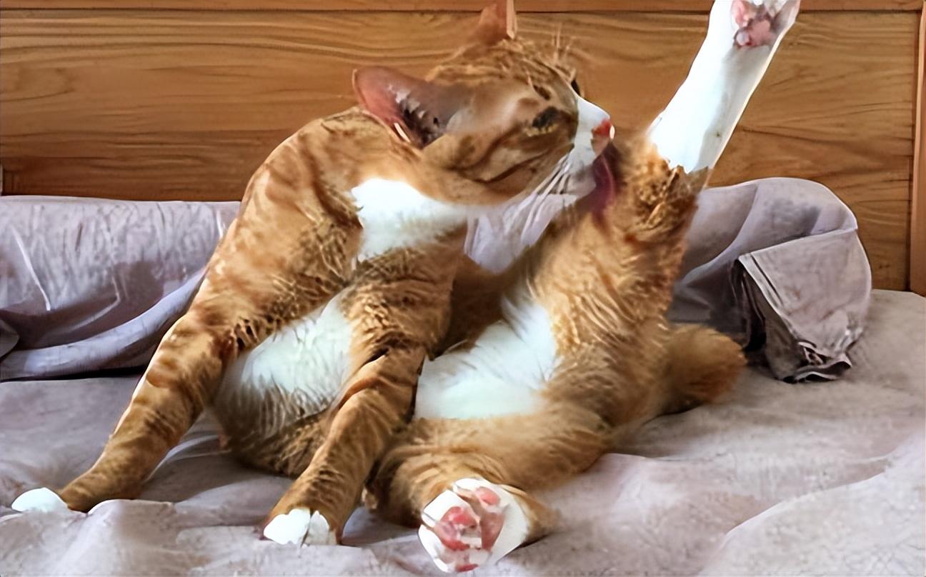 猫咪这6个动作,都是“缺爱”的特征,你家猫有吗?休闲区蓝鸢梦想 - Www.slyday.coM 猫咪这6个动作,都是“缺爱”的特征,你家猫有吗?休闲区蓝鸢梦想 - Www.slyday.coM