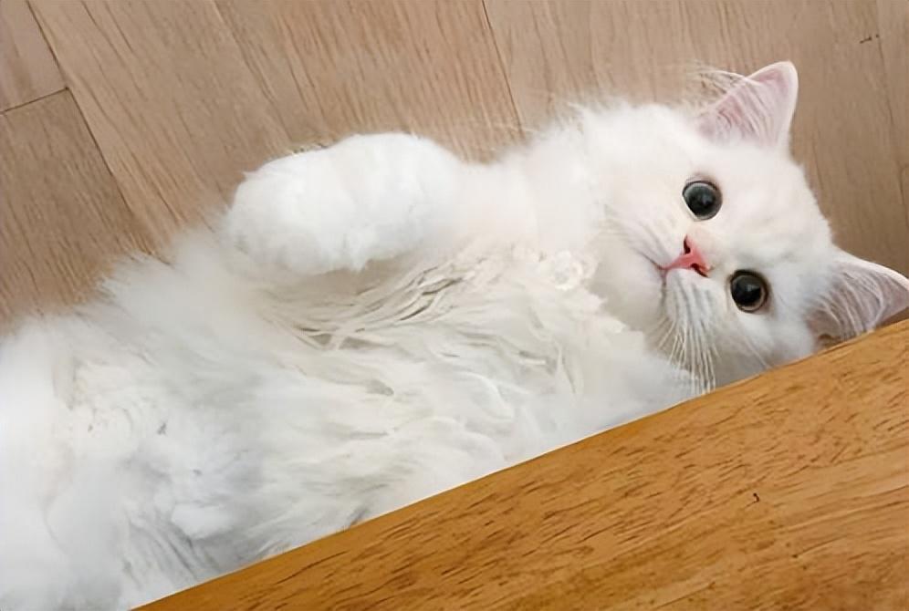 猫咪这6个动作,都是“缺爱”的特征,你家猫有吗?休闲区蓝鸢梦想 - Www.slyday.coM 猫咪这6个动作,都是“缺爱”的特征,你家猫有吗?休闲区蓝鸢梦想 - Www.slyday.coM