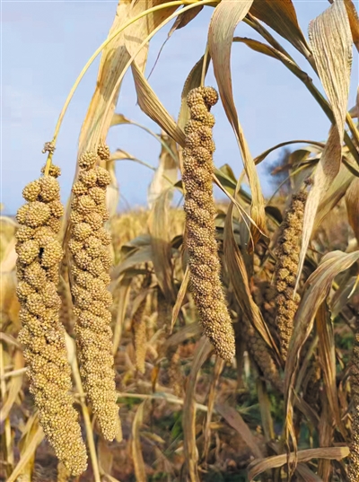 农业科技让黄土高原告别靠天吃饭|长治市_新浪财经_新浪网