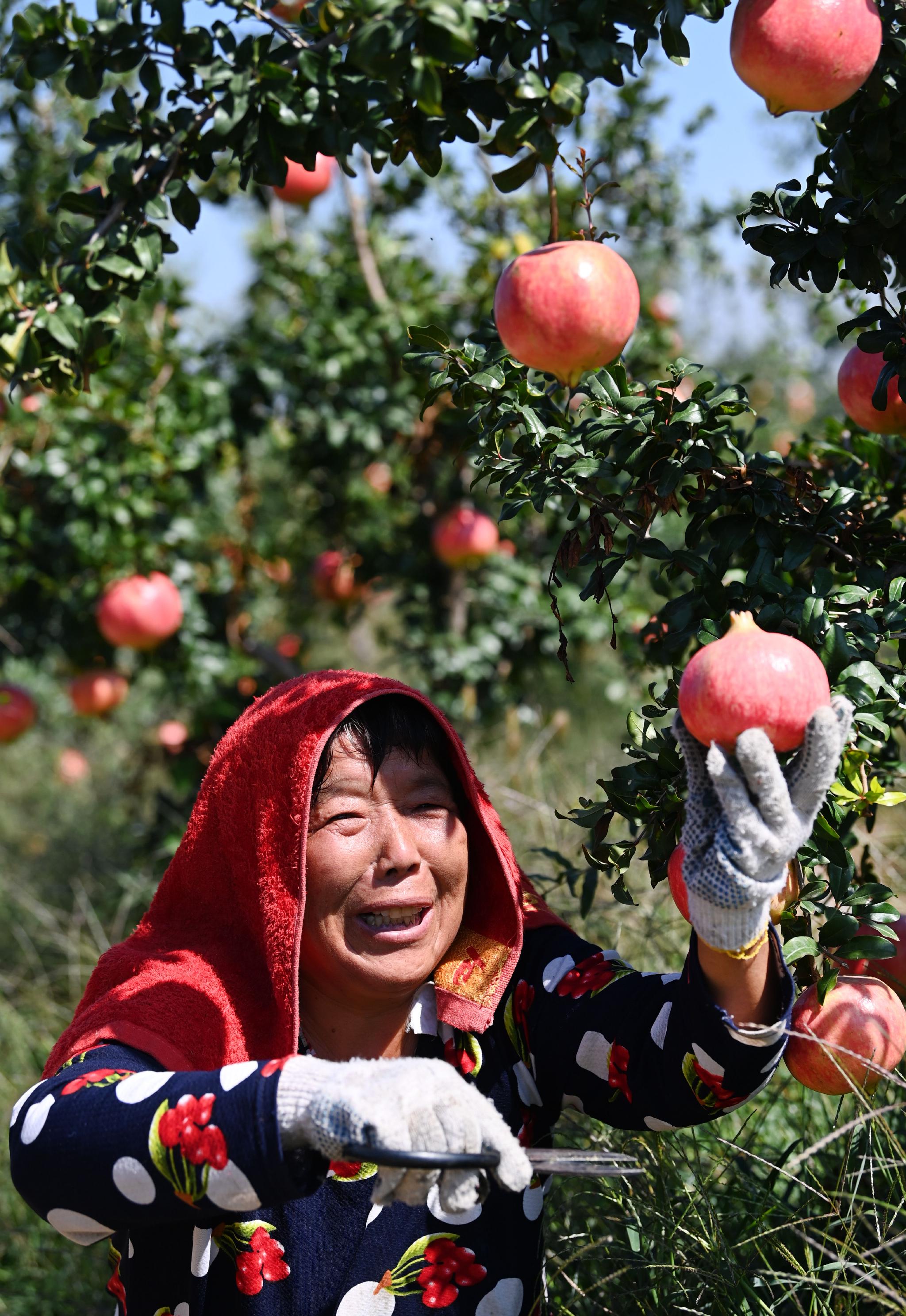 陕西潼关石榴丰收__财经头条