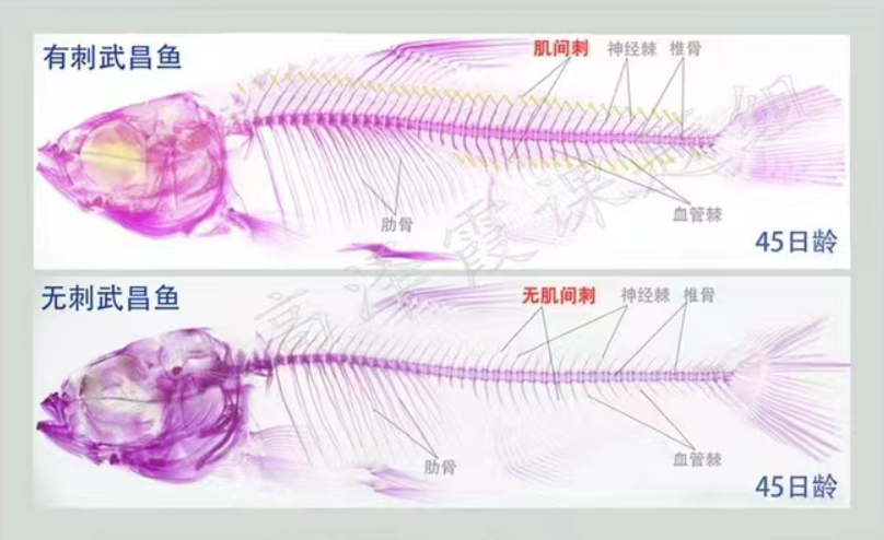 华中农业大学繁育出完全无肌间刺的团头鲂苗种，有望大规模推广休闲区蓝鸢梦想 - Www.slyday.coM