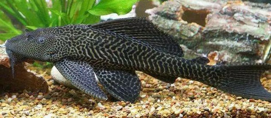 豹纹翼甲鲇(pterygoplichthys pardalis)