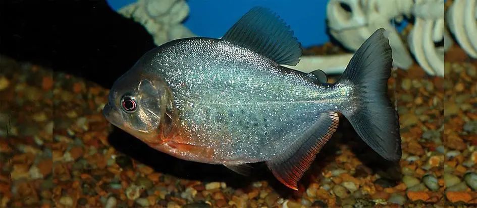 纳氏臀点脂鲤(pygocentrus nattereri)