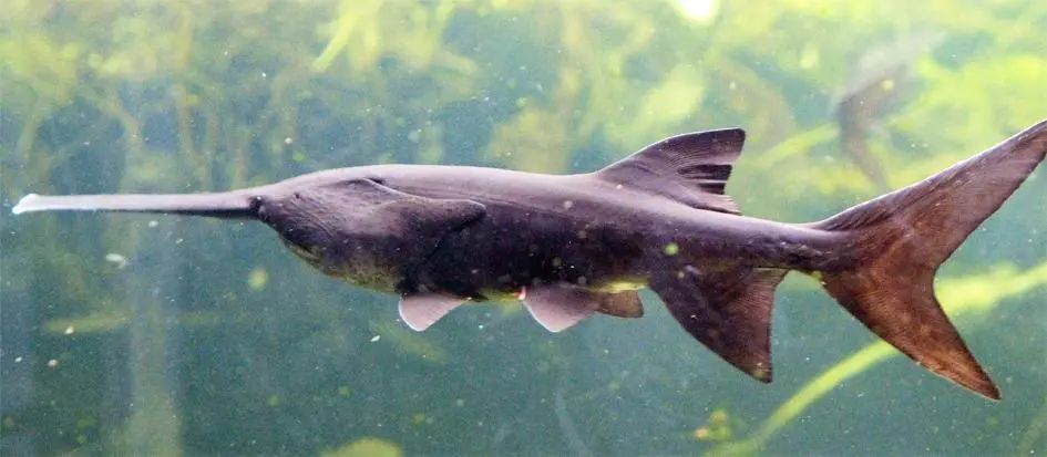 匙吻鲟(polyodon spathula)