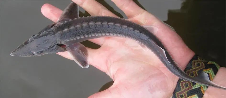 杂交鲟(西杂)(acipenser baerii×acipenser schrencki)