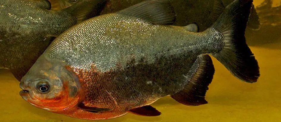 短盖肥脂鲤(淡水白鲳)原产于亚马逊河流域,形似食人鲳(纳氏臀点脂鲤)