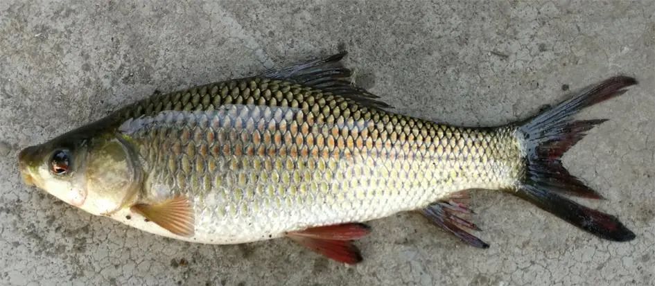 露斯塔野鲮(labeo rohita)