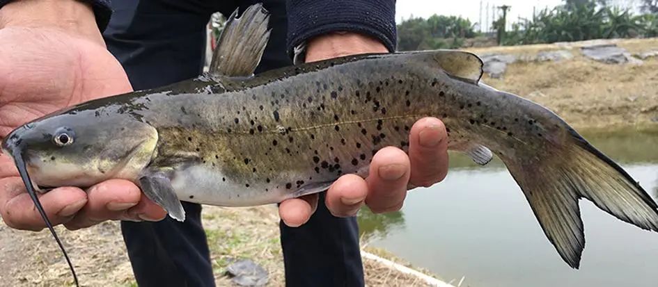 斑点叉尾鮰(ictalurus punetaus)