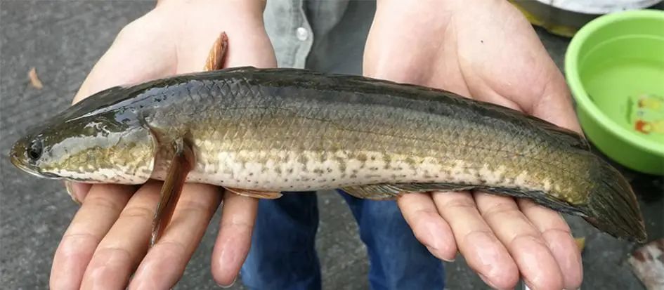 耐污能力强,生长快,易逃逸,护幼等特点,其对盐度的耐受能力比斑鳢强