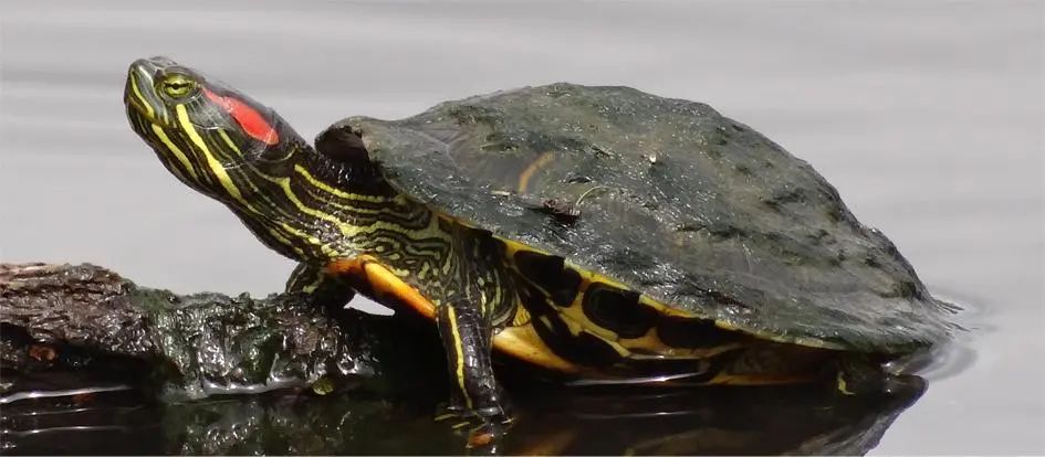红耳彩龟(trachemys scripta elegans)