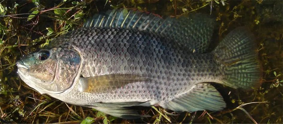 奥利亚罗非鱼(oreochromis aureus)