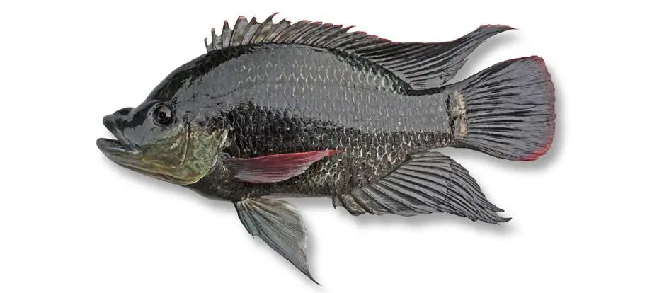 莫桑比克罗非鱼(oreochromis mossambicus)