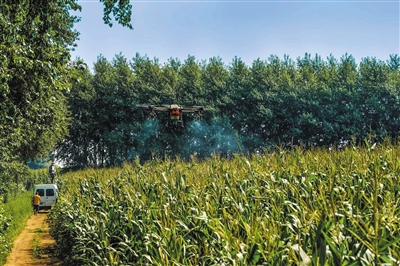 7月，吉林梨树，无人机在玉米地里打药。受访者供图