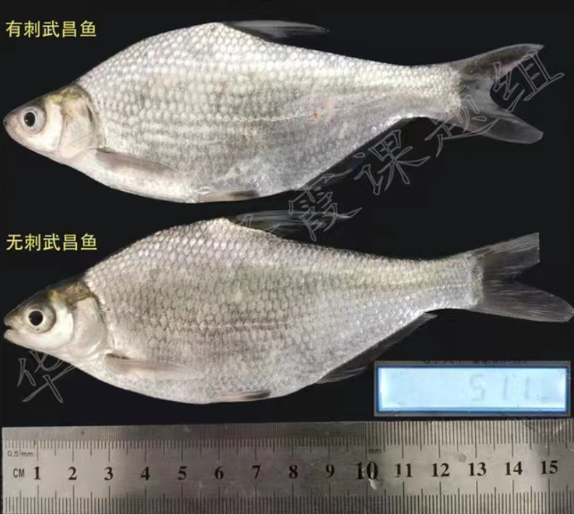 华中农业大学繁育出完全无肌间刺的团头鲂苗种，有望大规模推广休闲区蓝鸢梦想 - Www.slyday.coM