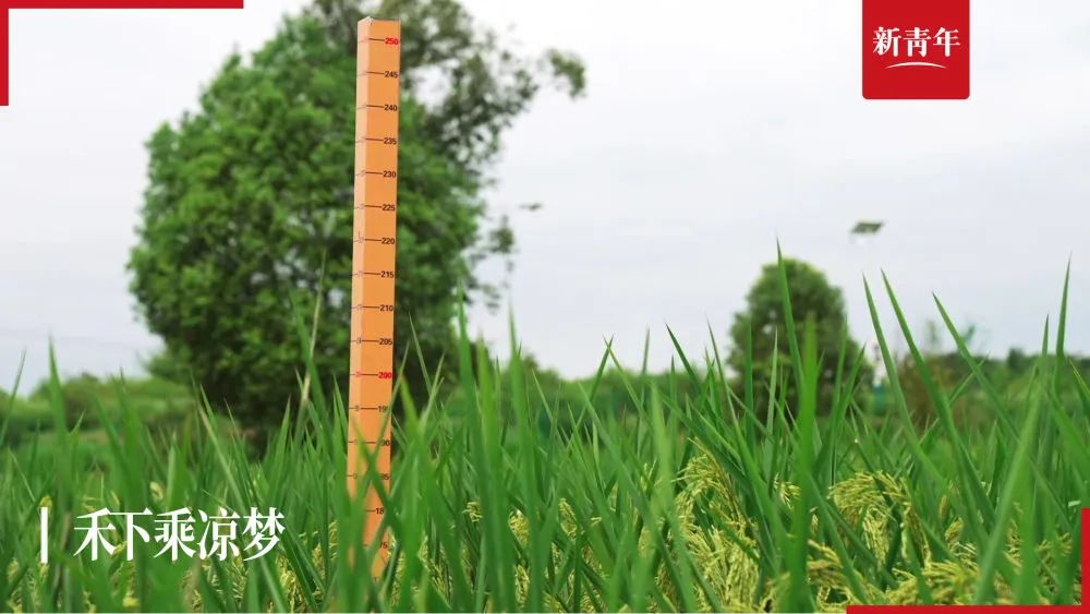 “你要把水稻种得像高粱一样高，我就请全村人吃饭”休闲区蓝鸢梦想 - Www.slyday.coM