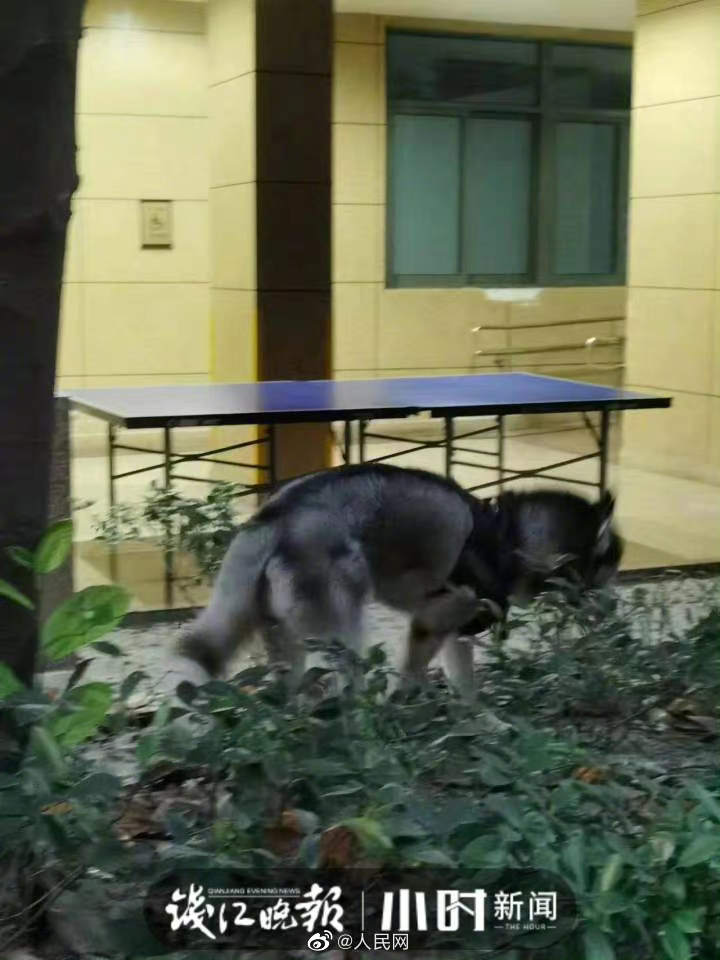 小区24楼掉下哈士奇砸伤老人孩子休闲区蓝鸢梦想 - Www.slyday.coM