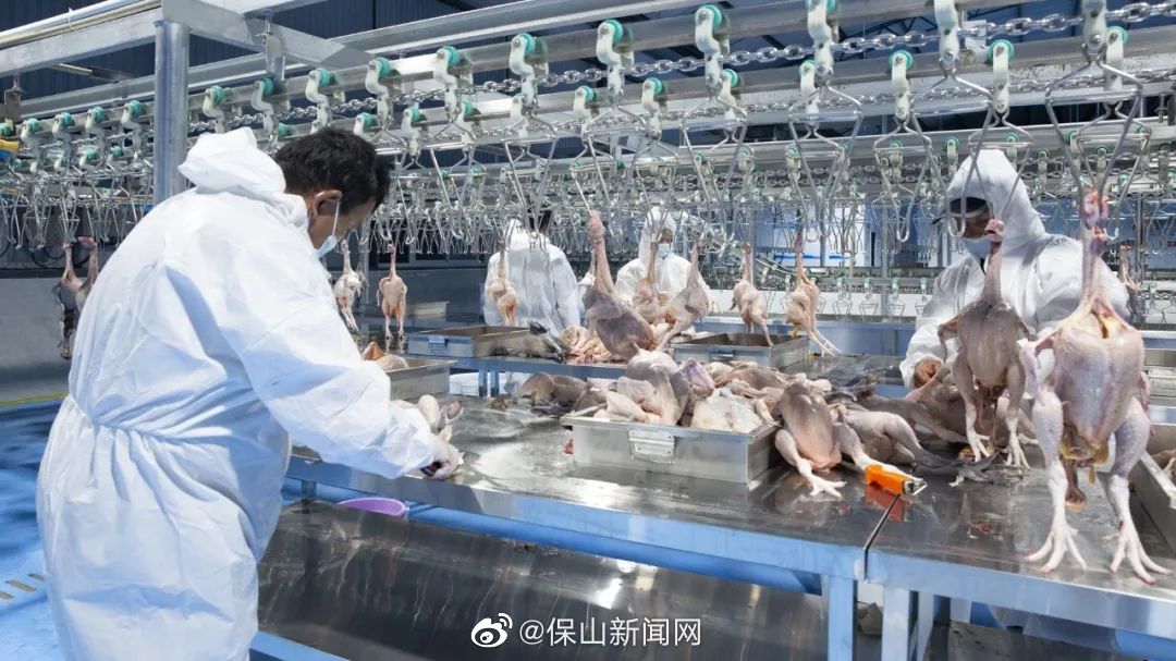 9月20日24 时起,保山中心城区全面禁止活禽交易及屠宰