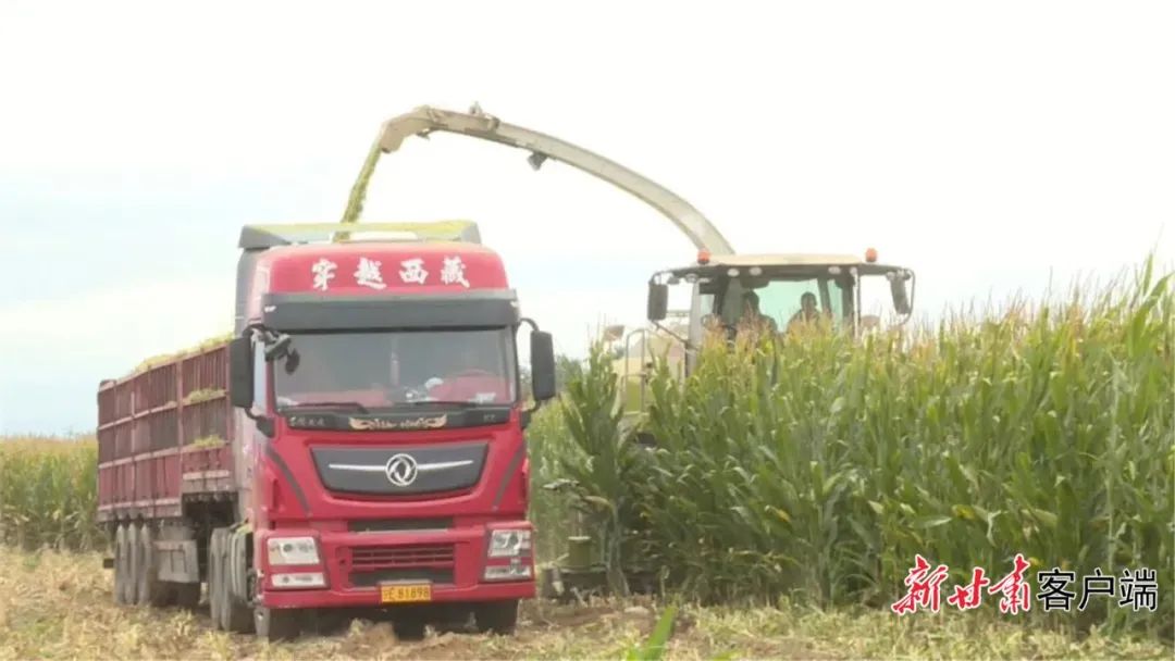 玉米收割实现全程机械化操作。