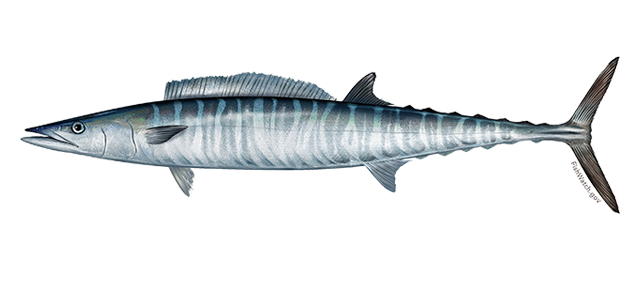 在海南的渔港及市场上,一种酷似康氏马鲛的鱼也常被当作马鲛出售.