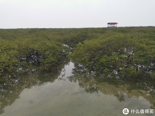 探访神奇的“海上森林”，漫步北海金海湾红树林|红树林|北海市_新浪新闻