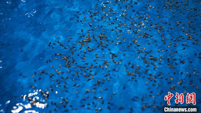 中华鲟幼苗被暂养在中华鲟研究所苗种培育车间培育池内. 黄欣 摄