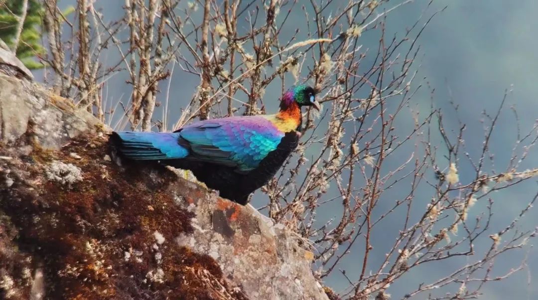 中国特有物种，可不止大熊猫！休闲区蓝鸢梦想 - Www.slyday.coM