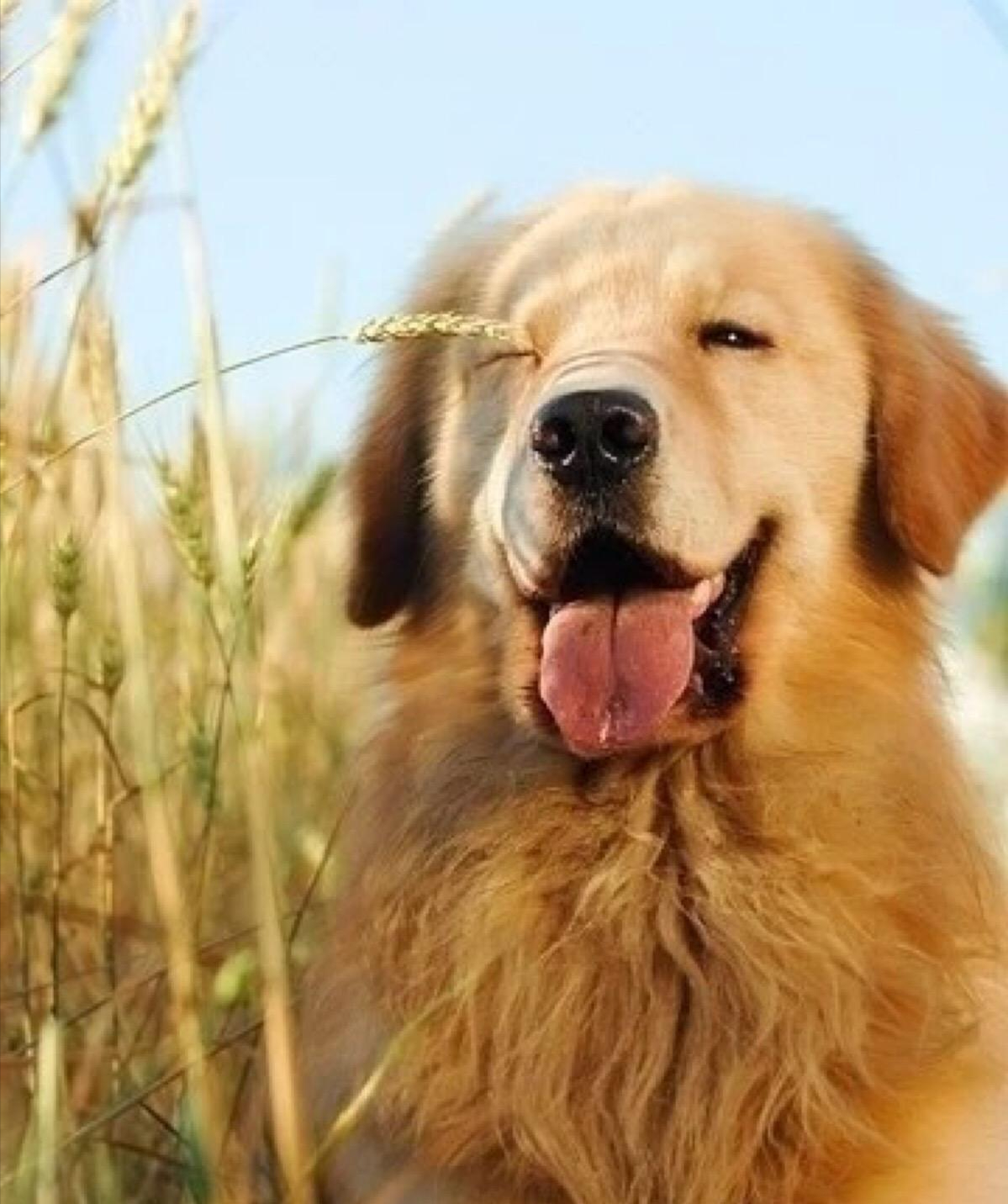 “服从性”很高的几种狗狗,主人指哪打哪休闲区蓝鸢梦想 - Www.slyday.coM “服从性”很高的几种狗狗,主人指哪打哪休闲区蓝鸢梦想 - Www.slyday.coM