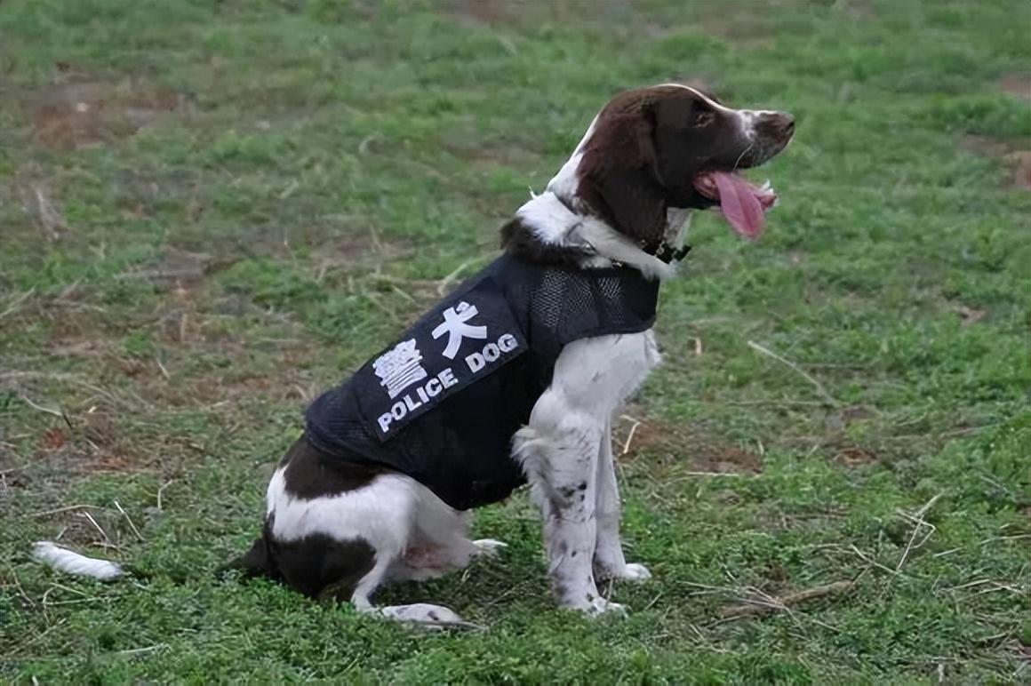 为什么喜欢“史宾格犬”的人越来越多？这6点很有吸引力休闲区蓝鸢梦想 - Www.slyday.coM