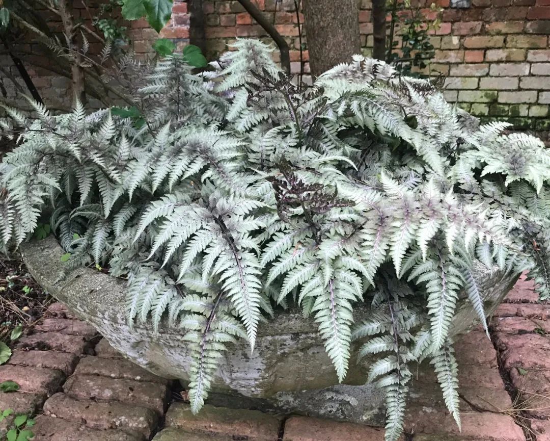 银灰色叶子的日本画蕨,耐阴耐寒,盆栽或地栽完全无压力__财经头条