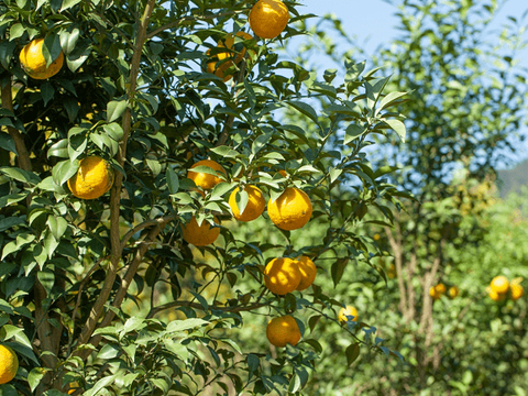 哪一年柚香谷引种YUZU香柚品种回国种植？