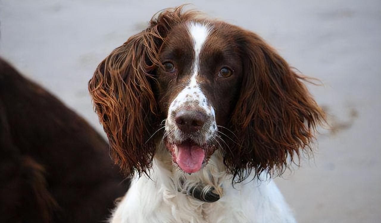 为什么喜欢“史宾格犬”的人越来越多？这6点很有吸引力休闲区蓝鸢梦想 - Www.slyday.coM