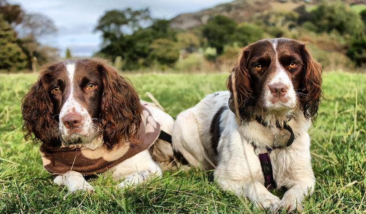 为什么喜欢“史宾格犬”的人越来越多？这6点很有吸引力休闲区蓝鸢梦想 - Www.slyday.coM