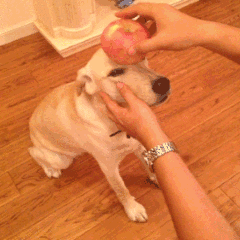 “服从性”很高的几种狗狗,主人指哪打哪休闲区蓝鸢梦想 - Www.slyday.coM “服从性”很高的几种狗狗,主人指哪打哪休闲区蓝鸢梦想 - Www.slyday.coM