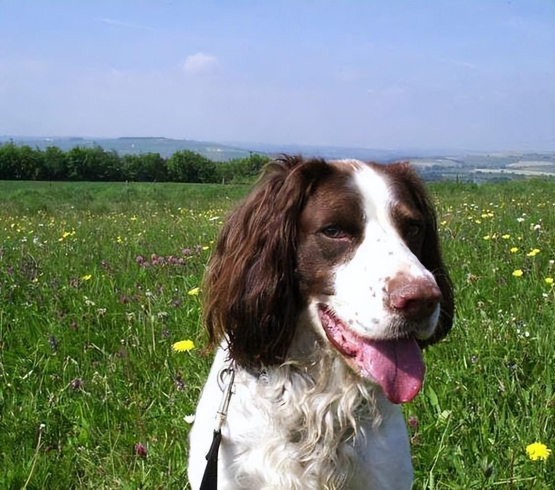 为什么喜欢“史宾格犬”的人越来越多？这6点很有吸引力休闲区蓝鸢梦想 - Www.slyday.coM