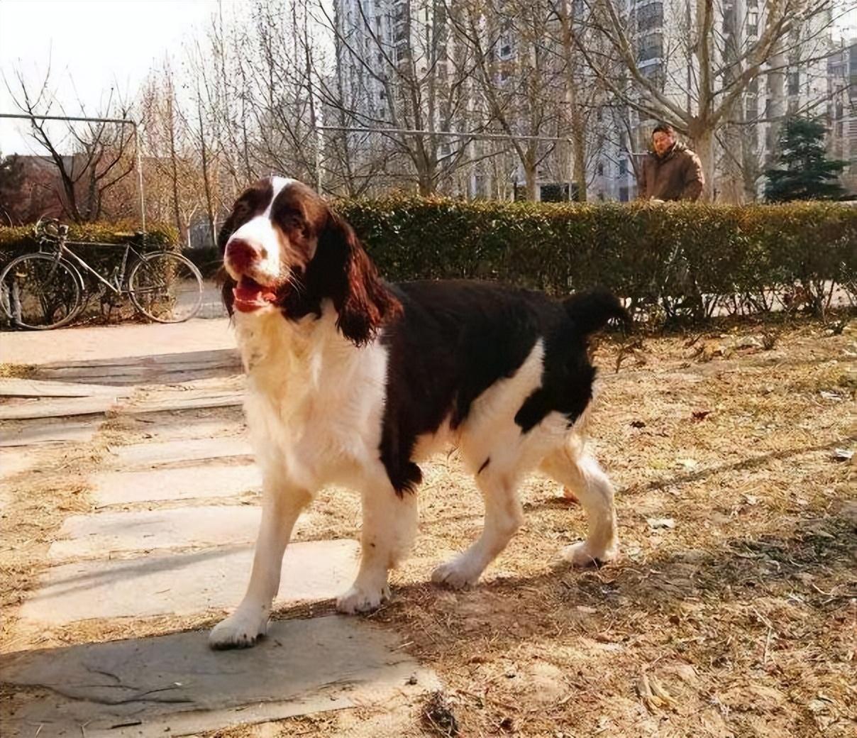 为什么喜欢“史宾格犬”的人越来越多？这6点很有吸引力休闲区蓝鸢梦想 - Www.slyday.coM