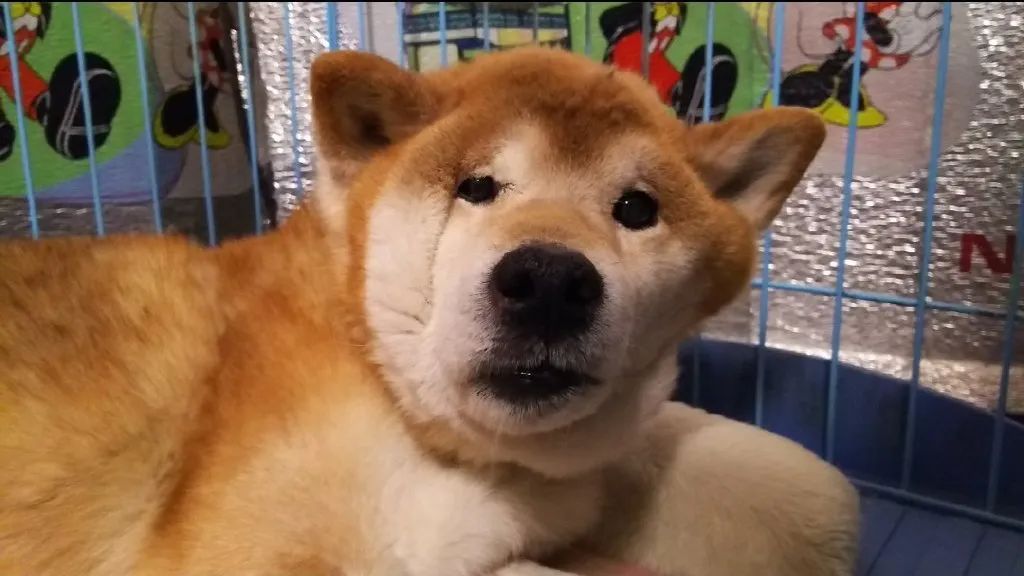 原来狗狗刚睡醒的样子，也是丑到不忍直视了...休闲区蓝鸢梦想 - Www.slyday.coM