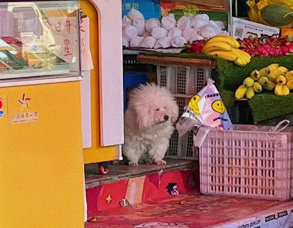 原来狗狗刚睡醒的样子，也是丑到不忍直视了...休闲区蓝鸢梦想 - Www.slyday.coM