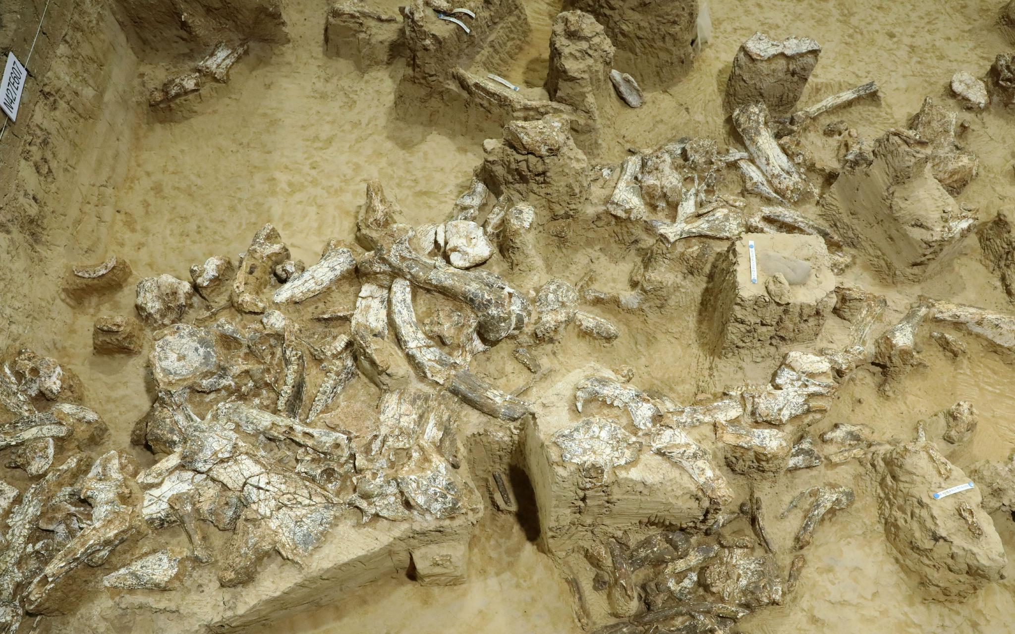 湖北发现迄今欧亚内陆同时代最为完整的直立人头骨化石__财经头条