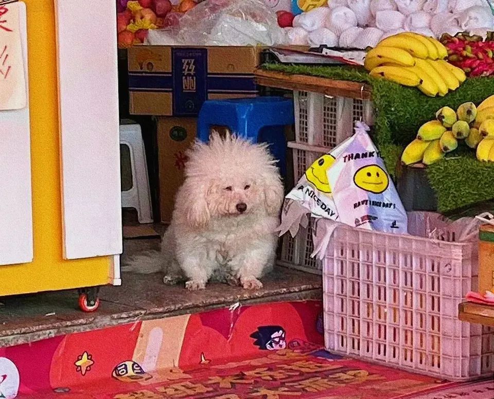 原来狗狗刚睡醒的样子，也是丑到不忍直视了...休闲区蓝鸢梦想 - Www.slyday.coM