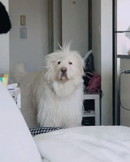 原来狗狗刚睡醒的样子，也是丑到不忍直视了...休闲区蓝鸢梦想 - Www.slyday.coM