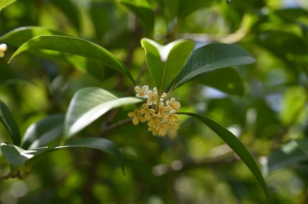 终于香了！国庆期间这里将迎来最佳赏桂期，为何今年开得特别迟？休闲区蓝鸢梦想 - Www.slyday.coM