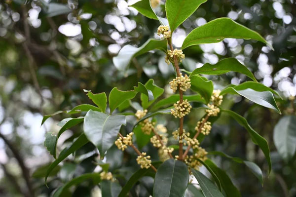 终于香了！国庆期间这里将迎来最佳赏桂期，为何今年开得特别迟？休闲区蓝鸢梦想 - Www.slyday.coM