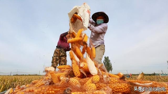 一根玉米卖6元还是7毛？别伤了农民就好休闲区蓝鸢梦想 - Www.slyday.coM