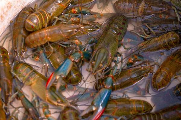 大闸蟹、小青龙，舌尖上的“蟹”逅终于盼来了！休闲区蓝鸢梦想 - Www.slyday.coM